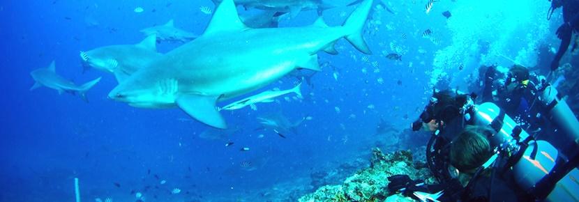 Volunteers observe sharks underwater at a Conservation project abroad. A volunteer conducts an underwater survey at an international Conservation project.